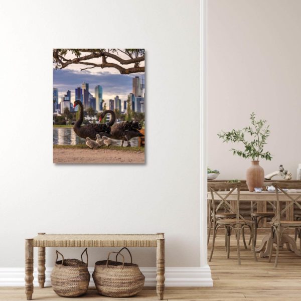 Canvas Print of Albert Park Swan Family, Melbourne, Victoria in Living Area