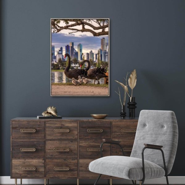 Canvas Print of Albert Park Swan Family, Melbourne, Victoria in the Study