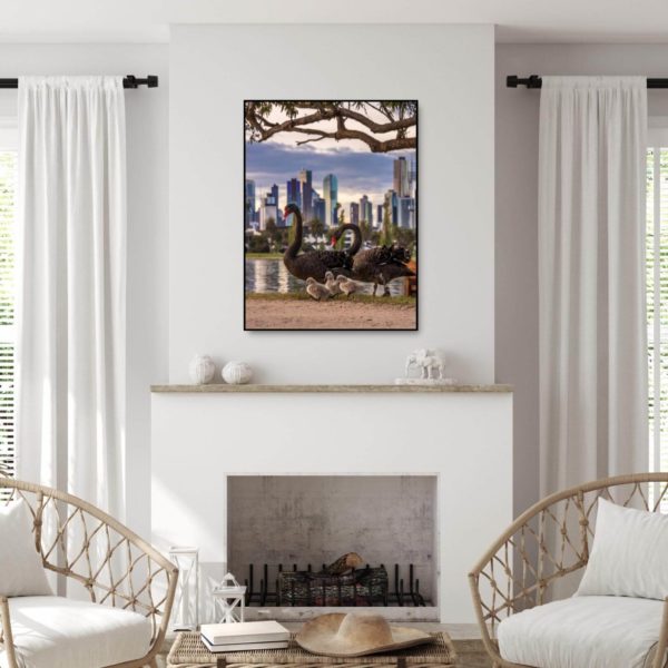 Canvas Print of Albert Park Swan Family, Melbourne, Victoria in Living Room