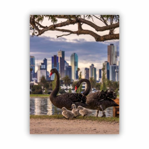 Canvas Print of Albert Park Swan Family. Melbourne, Victoria