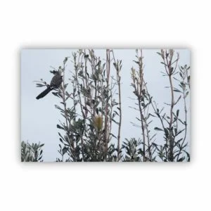 Canvas Print of Bird Exploring Alone
