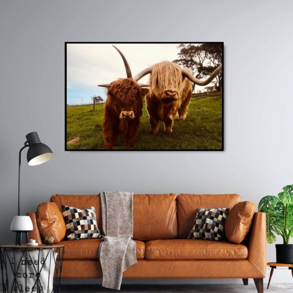 Canvas Print of Highland Cow Buddies in Living Room