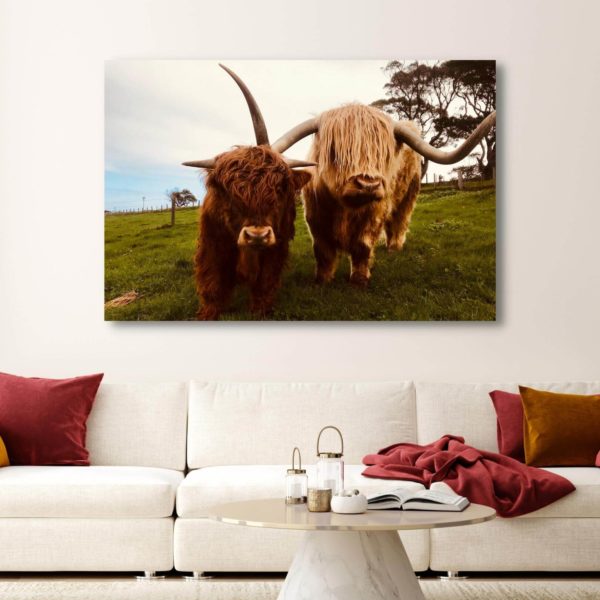 Canvas Print of Highland Cow Buddies in the Living Room
