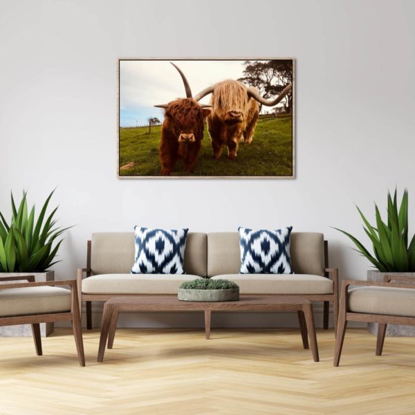 Canvas Print of Highland Cow Buddies in the Living Room or Office