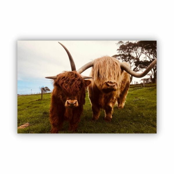 Canvas Print of Highland Cow Buddies