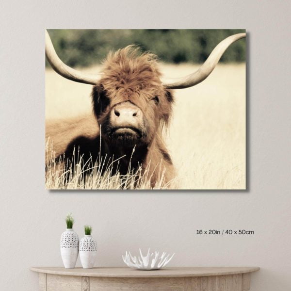 Canvas Print of Highland Cow Chill in Room