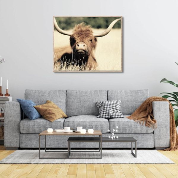 Canvas Print of Highland Cow Chill in Living Room