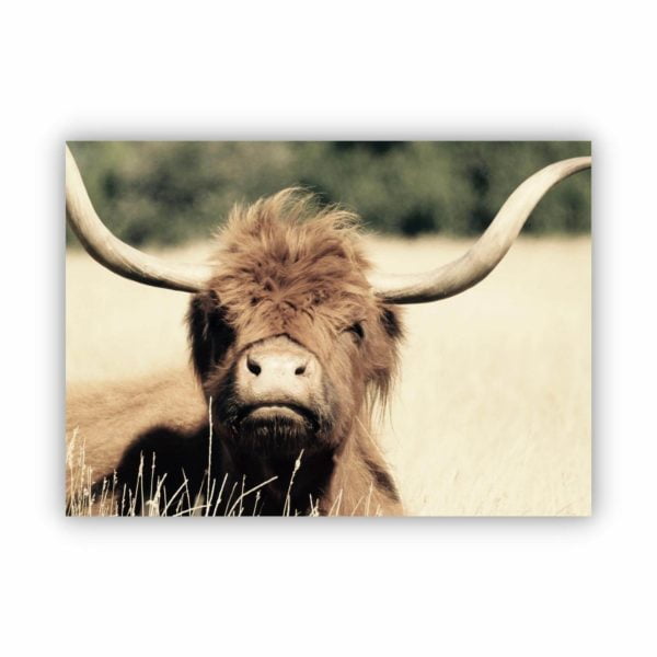 Canvas Print of Highland Cow Chill in Room