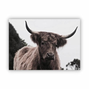 Canvas Print of Highland Cow Eyes