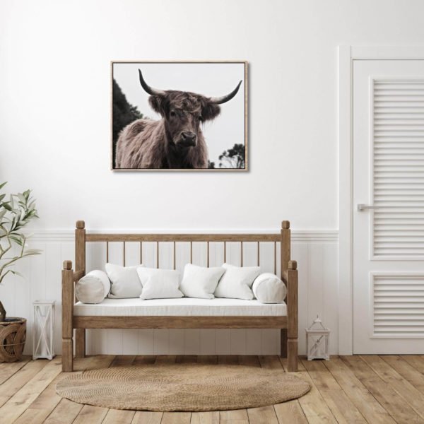 Canvas Print of Highland Cow Eyes in Waiting Area