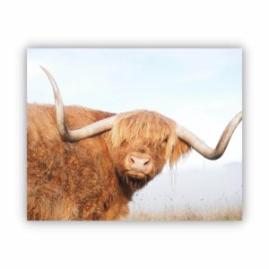 Canvas Print of Highland Cow Long Horn
