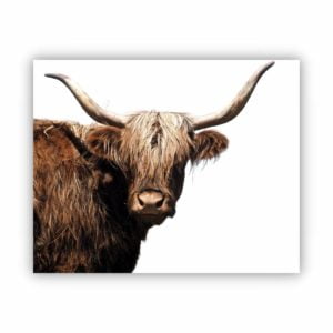 Canvas Print of Highland Cow White Horn