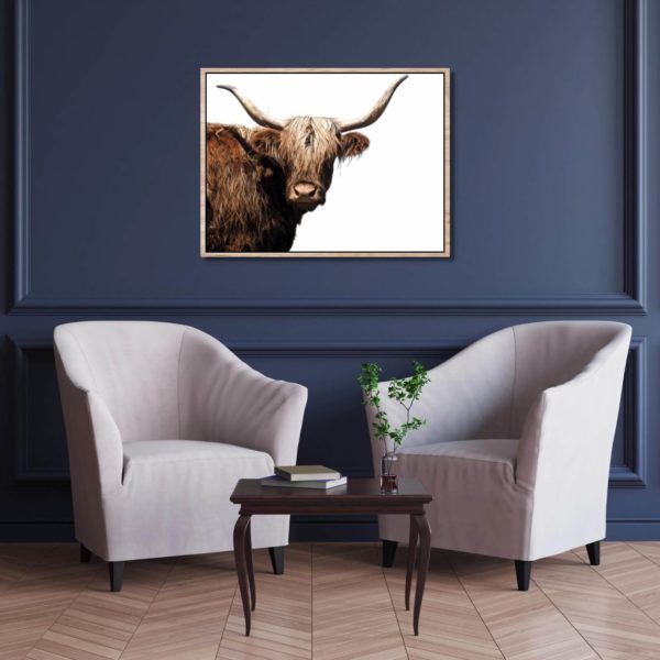 Canvas Print of Highland Cow White Horn in Sitting Room
