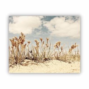 Canvas Print of Life in the Sand