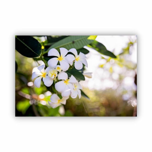 frangipani flowers in vanuatu