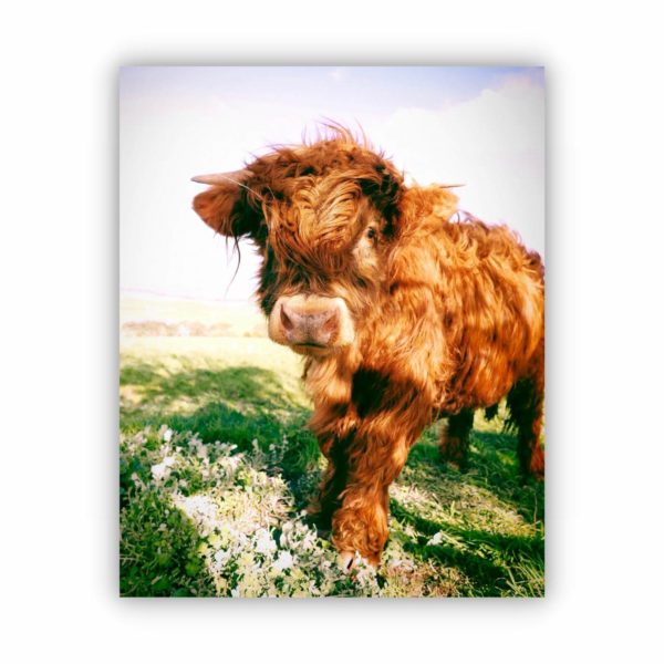 highland cow sunny day