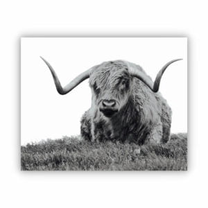 Highland Cow sitting in the meadow in black and white canvas print.