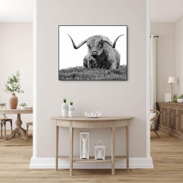 Highland Cow sitting in the meadow in black and white canvas print hanging on a wall.