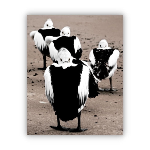 Canvas print of 4 pelican birds resting together during winter