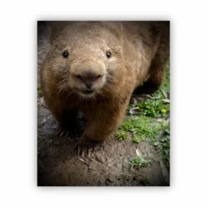 wombat 1