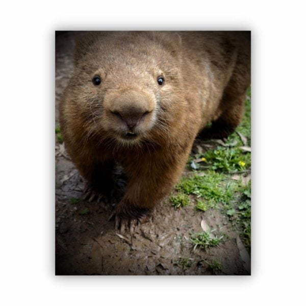 wombat 1