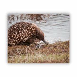 canvas print wall decor of a small echidna by the water.