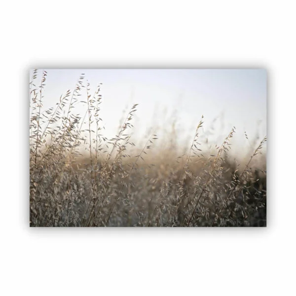 perfect wall decor of close up grassland with the sky in the background available in elegant canvas print.