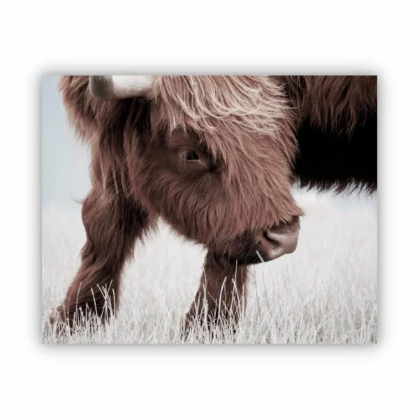 Brown highland cow looking back canvas print.