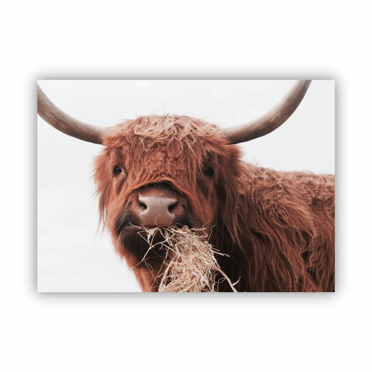 Highland Cow Munch - MEM Prints