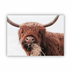 Brown highland cow munching hay canvas print wall art.