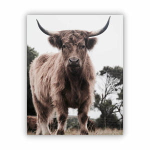 Canvas print of a brown highland cow from a distance staring straight forward.