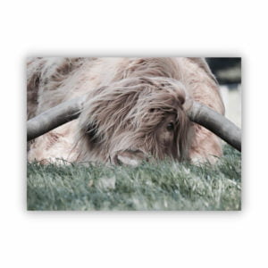 canvas print of a light brown highland cow lying on green grass.