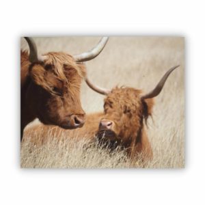 Wall art canvas print of two highland cows on the meadow.