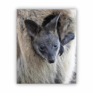 canvas print of a joey inside mother kangaroo.