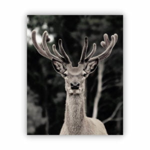 Canvas print for wall decor of a deer with big antlers looking straight forward.