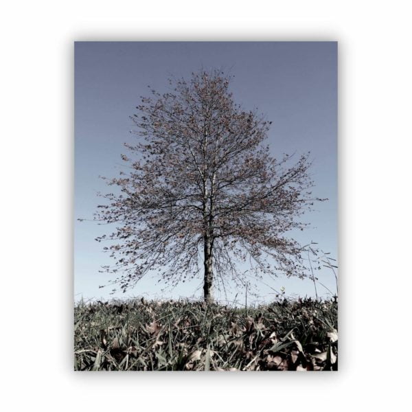 big tree during fall season on canvas print for your wall decor.