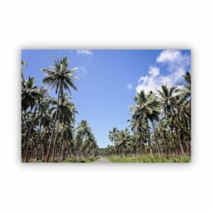 landscape photography of palm plantation with a clear blue sky.