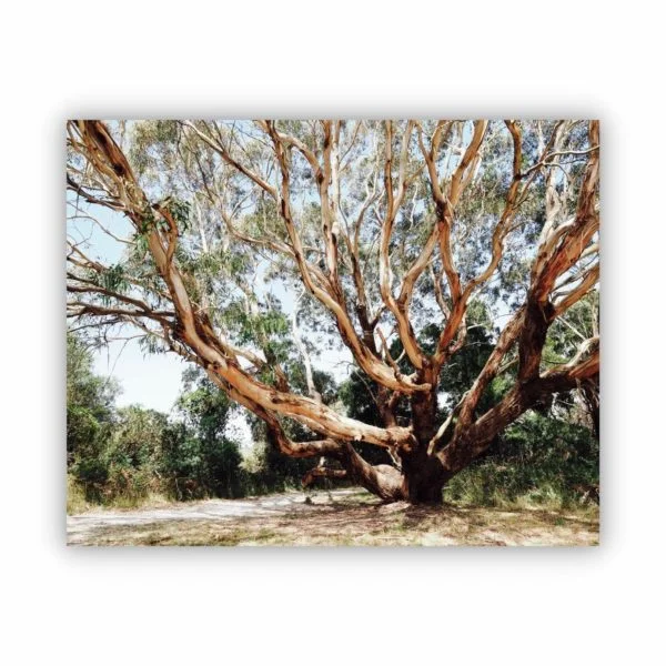 Photo of a beautiful giant gum tree perfect for wall art print.