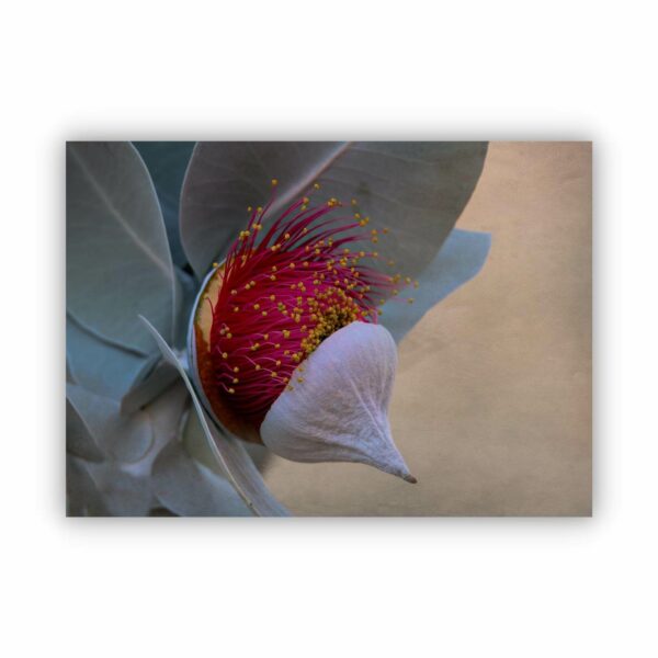 photo of wild flower in western australia named Fruitful Mottlecah captured in close up.