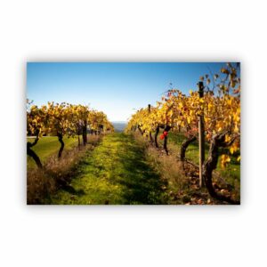 canvas print of grape vines during autumn season in Victoria Australia.