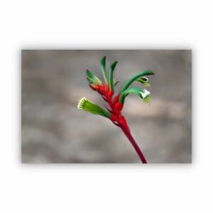 red and green kangaroo paw flower in blossom