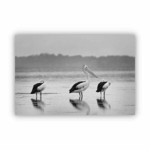 three pelicans photographed in black and white on a lake.