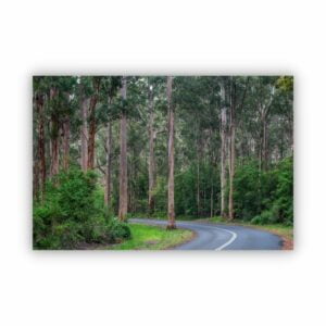 Forest road in Pemberton WA