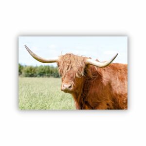 Golden brown highland cow with long white horns as an artwork.