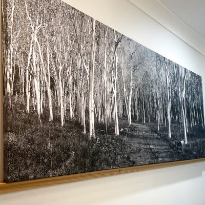 custom canvas print poplar gum trees photography