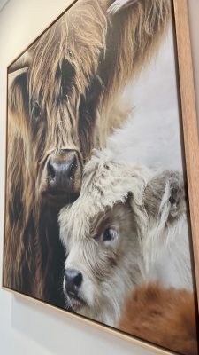 custom canvas print highland cow with baby